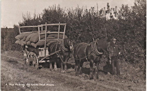 Kent hop picking - hop, oast