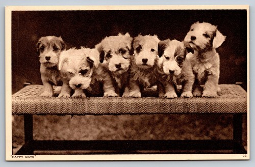 Happy days six puppies dogs - happy,