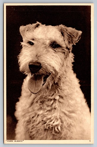 Yours always terrier dog - always,