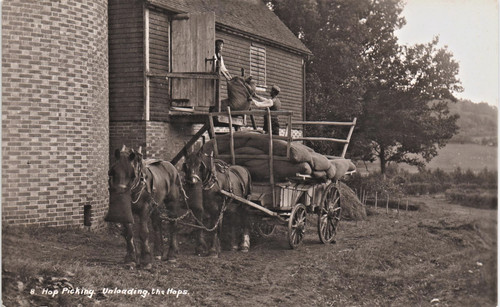 Kent hop picking unloading - picking.,
